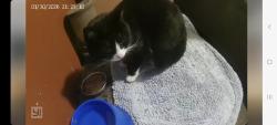 Found/Stray Unknown Cat last seen Oakbrook/centrecrest lane, Florence, KY 41042