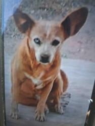 Lost Female Dog last seen Near West s h a n g r a-La Casa Grande Arizona 85193, Casa Grande, AZ 85193