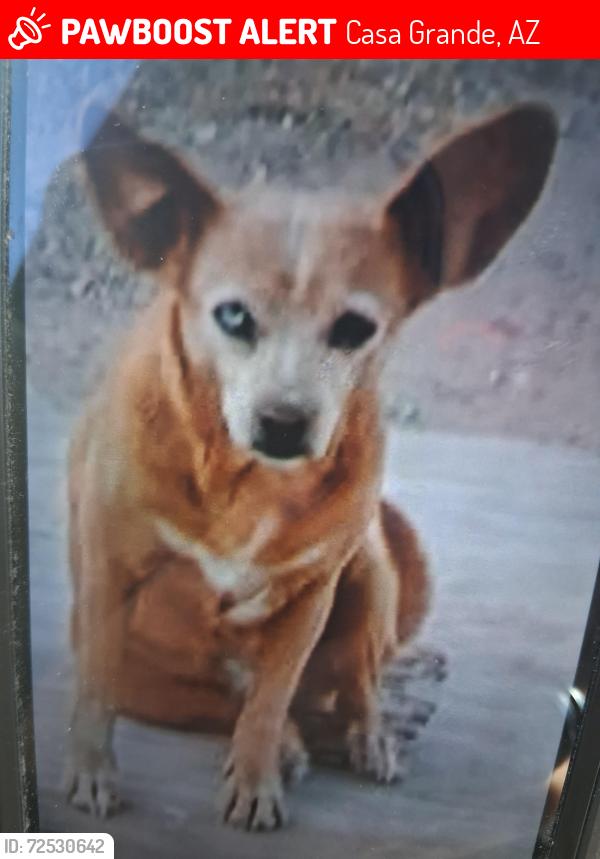 Lost Female Dog last seen Near West s h a n g r a-La Casa Grande Arizona 85193, Casa Grande, AZ 85193