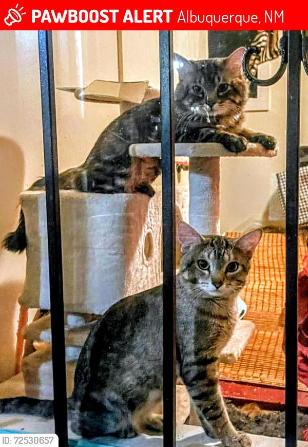 Lost Male Cat last seen Blocks between Central and Eubank and  Central and Elizabeth, Albuquerque, NM 87123
