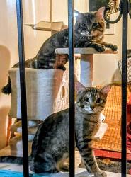 Lost Male Cat last seen Blocks between Central and Eubank and  Central and Elizabeth, Albuquerque, NM 87123