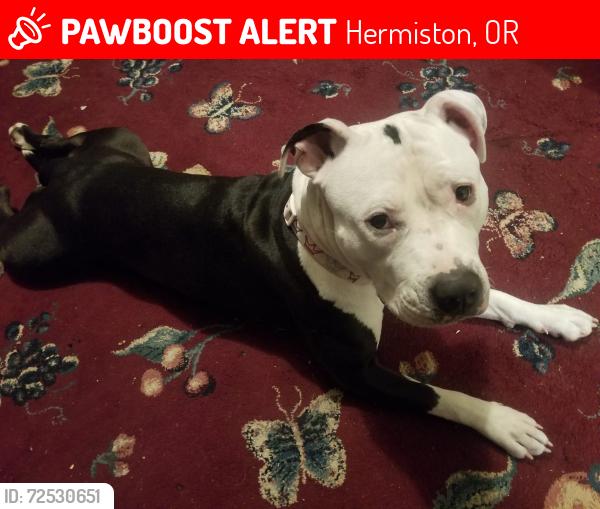 Lost Female Dog last seen Safeway /Marshalls 395 hermiston OR, Hermiston, OR 97838