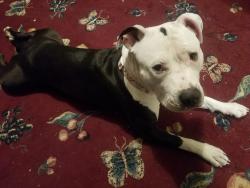 Lost Female Dog last seen Safeway /Marshalls 395 hermiston OR, Hermiston, OR 97838