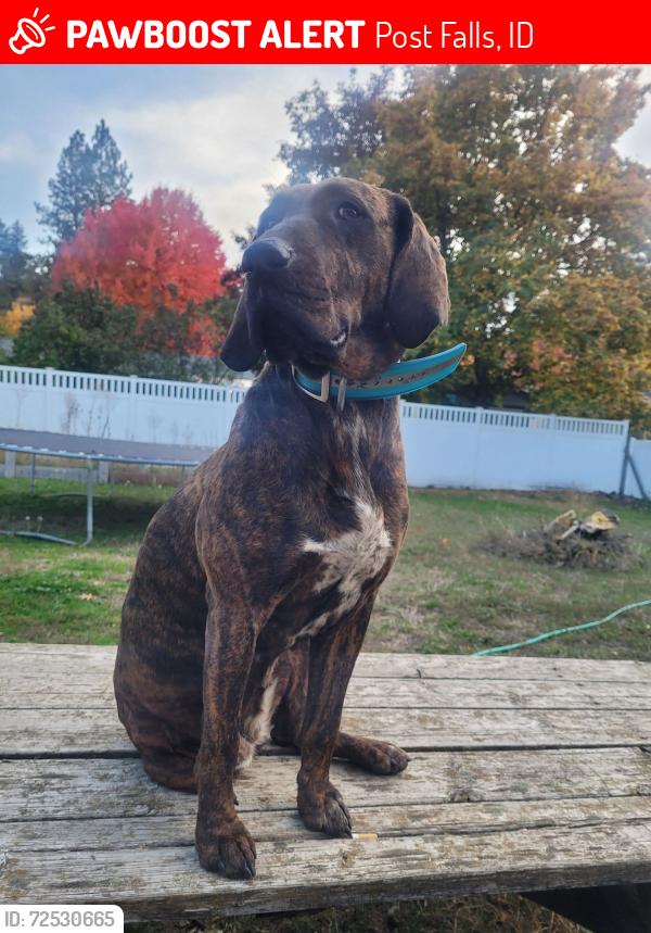 Lost Female Dog last seen Park lane, Spokane Street Post Falls, Idaho, Post Falls, ID 83854