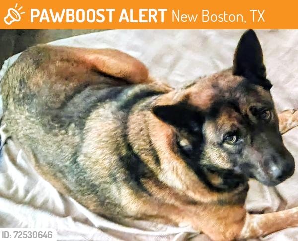 Found/Stray Male Dog last seen Malta  area, New Boston, TX 75570