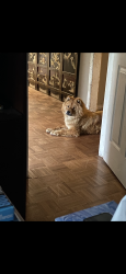Lost Female Dog last seen By Integris Specialty hosp , Oklahoma City, OK 73112