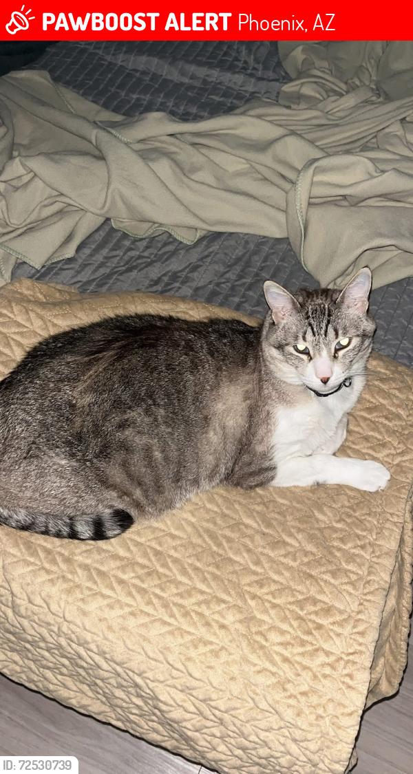 Lost Male Cat last seen 7th ave and baseline, Phoenix, AZ 85041