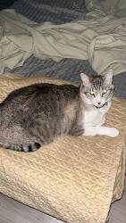 Lost Male Cat last seen 7th ave and baseline, Phoenix, AZ 85041