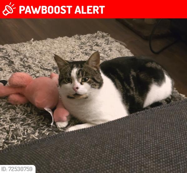 Lost Male Cat last seen Mayow park, Greater London, England SE26 6XN