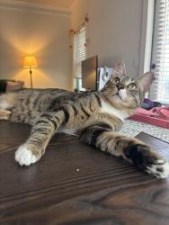 Lost Male Cat last seen Almond Rd, Baseline , Marion County, FL 34472