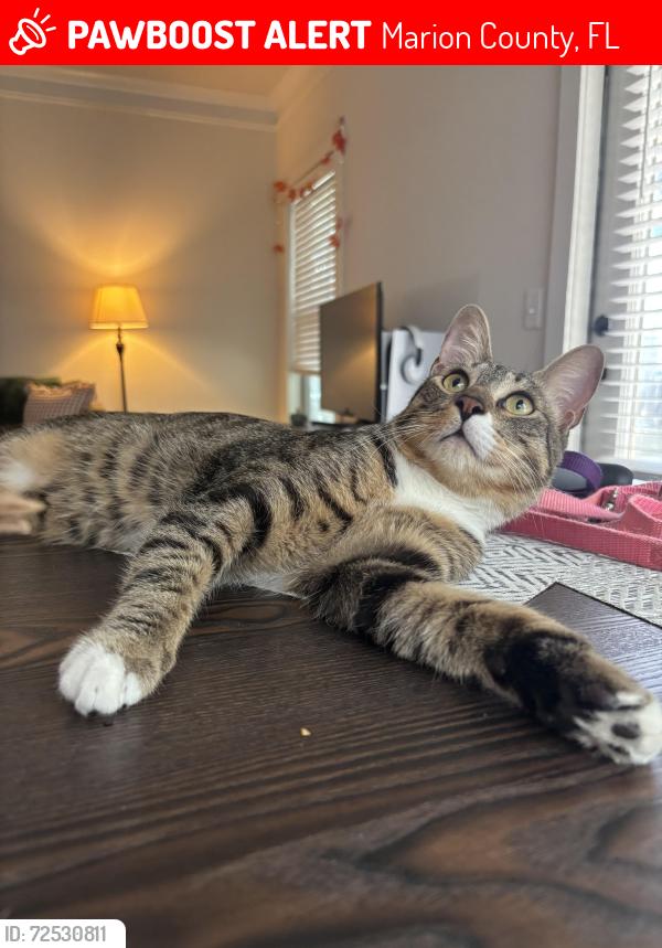 Lost Male Cat last seen Almond Rd, Baseline, Marion County, FL 34472