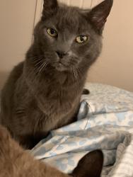 Lost Male Cat last seen Louise and Napa , Los Angeles, CA 91325