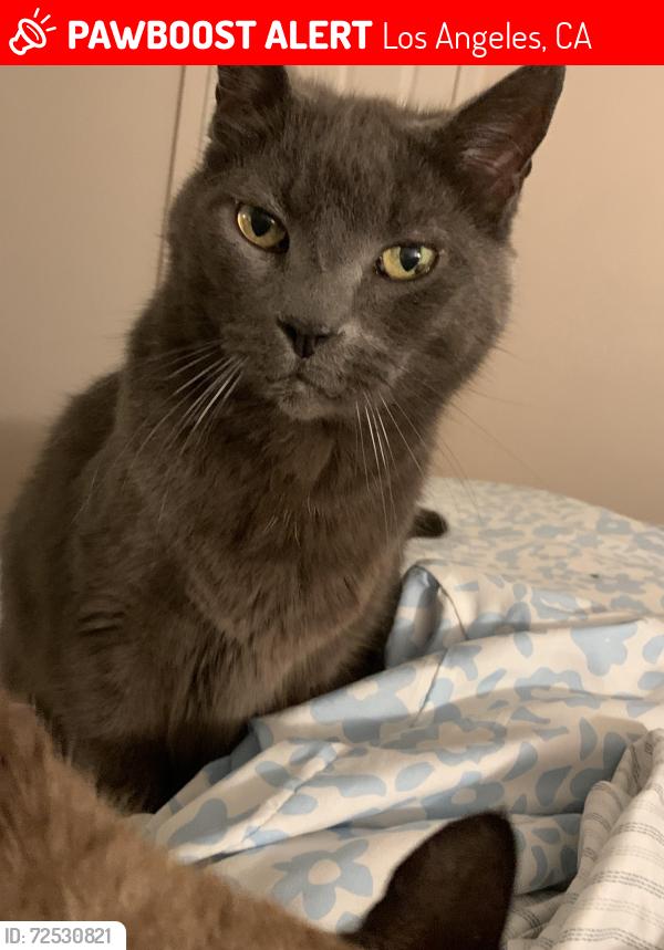 Lost Male Cat last seen Louise and Napa , Los Angeles, CA 91325