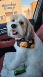 Lost Male Dog last seen Village of Avalon , Perris, CA 92571