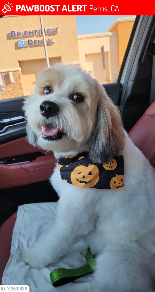 Lost Male Dog last seen Village of Avalon , Perris, CA 92571