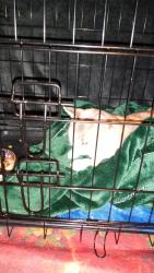 Found/Stray Female Cat last seen Wirt St paragould , Paragould, AR 72450