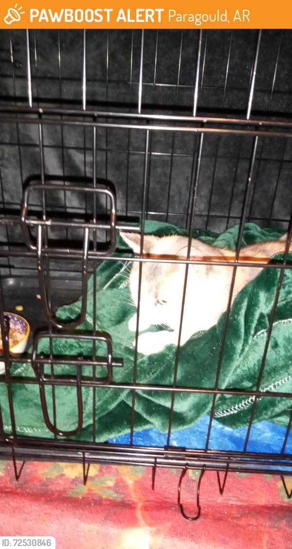 Found/Stray Female Cat last seen Wirt St paragould , Paragould, AR 72450