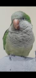 Lost Male Bird last seen Matheson Blvd W, Mississauga, Mississauga, ON L5V 2X7