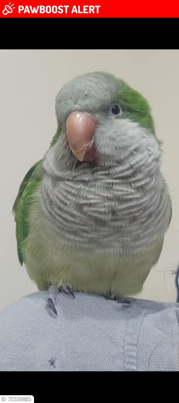 Lost Male Bird last seen Matheson Blvd W, Mississauga, Mississauga, ON L5V 2X7
