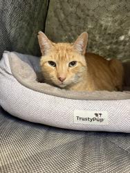 Reunited Male Cat last seen Wecuwa and little bay, Fort Myers, FL 33912