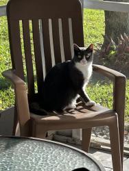 Lost Female Cat last seen Northtree development , Greenacres, FL 33467