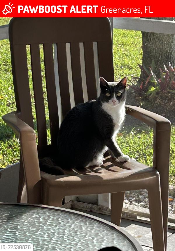 Lost Female Cat last seen Northtree development , Greenacres, FL 33467