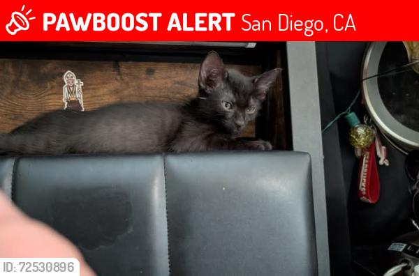 Lost Male Cat last seen University Ave and 6th street, San Diego, CA 92103