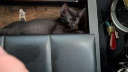 Lost Male Cat last seen University Ave and 6th street, San Diego, CA 92103