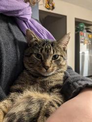 Lost Male Cat last seen Hudson/Bolton town line, Bolton, MA 01740