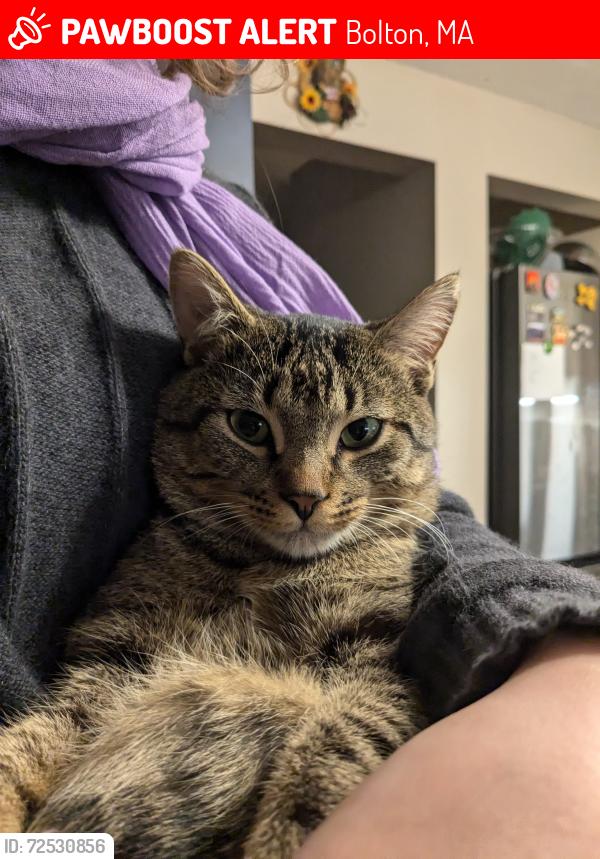 Lost Male Cat last seen Hudson/Bolton town line, Bolton, MA 01740