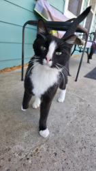 Found/Stray Male Cat last seen Martin Luther King, Houston, TX 77021