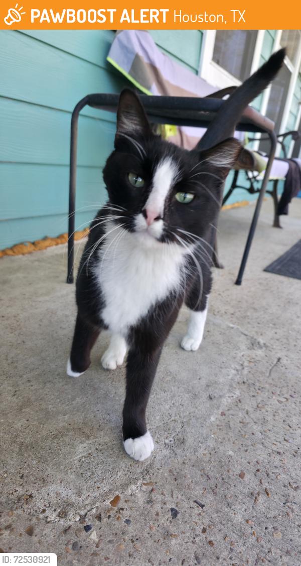 Found/Stray Male Cat last seen Martin Luther King, Houston, TX 77021