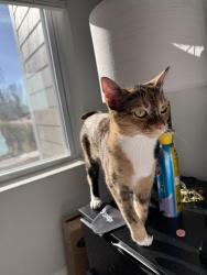 Lost Female Cat last seen Amavi Mooresville, Mooresville, NC 28115