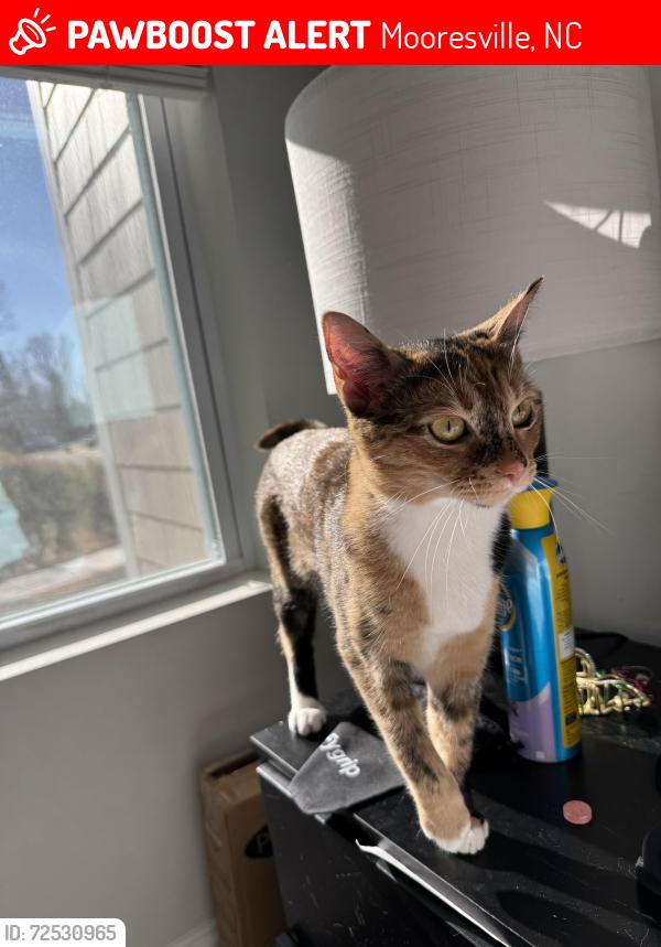 Lost Female Cat last seen Amavi Mooresville, Mooresville, NC 28115