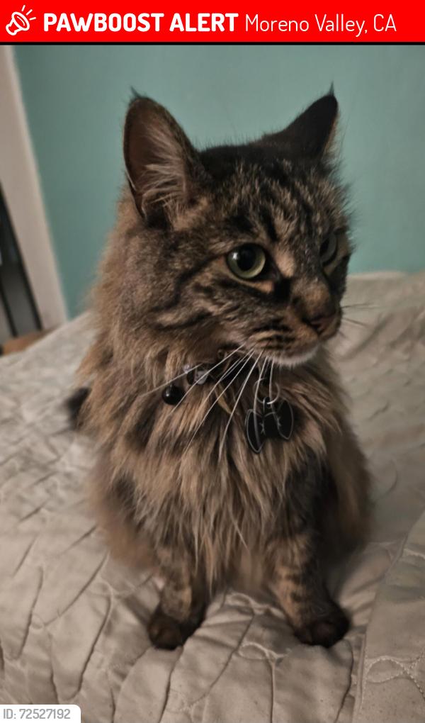 Lost Male Cat last seen Near Hidden Springs Elementary , Moreno Valley, CA 92557