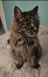 Lost Male Cat last seen Near Hidden Springs Elementary , Moreno Valley, CA 92557