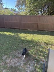 Lost Male Cat last seen Winthrop , Warrington, FL 32507