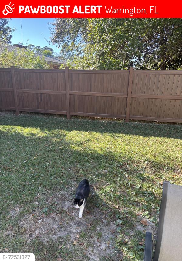 Lost Male Cat last seen Winthrop , Warrington, FL 32507