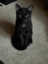 Lost Male Cat last seen E mississippi Ave &  S Moline St, Aurora, CO 80012