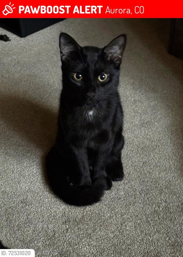 Lost Male Cat last seen E mississippi Ave &  S Moline St, Aurora, CO 80012