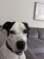 Lost Male Dog last seen Garners ferry Rd. Columbia, SC, Columbia, SC 29209