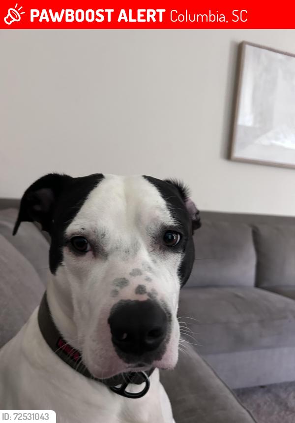 Lost Male Dog last seen Garners ferry Rd. Columbia, SC, Columbia, SC 29209