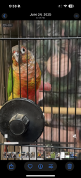 Lost Female Bird last seen Near n San Antonio Ave, Pomona, CA 91767