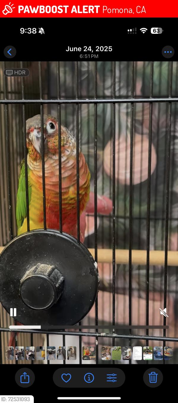 Lost Female Bird last seen Near n San Antonio Ave, Pomona, CA 91767
