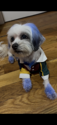 Lost Female Dog last seen 15th Ave , Newark, NJ 07103