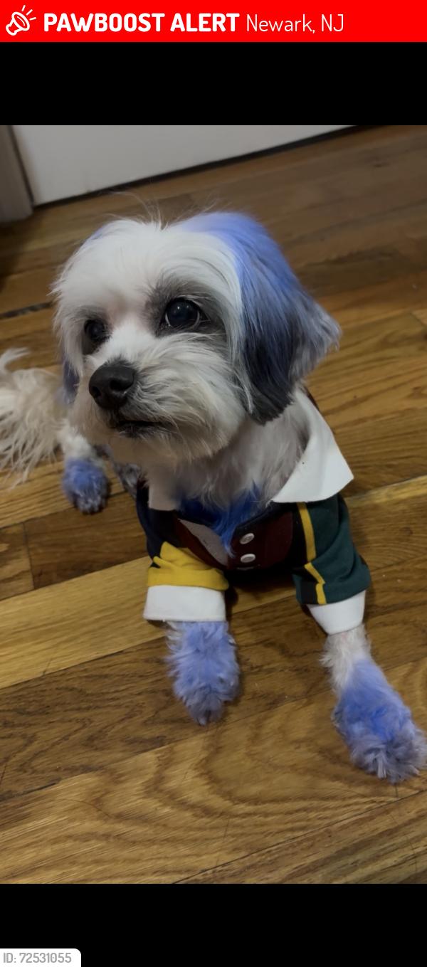 Lost Female Dog last seen 15th Ave , Newark, NJ 07103