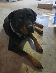 Lost Male Dog last seen Halfway down Pickard Rd; 1.5 Miles from NC 42 and Steel Bridge Rd, Sanford, NC 27330