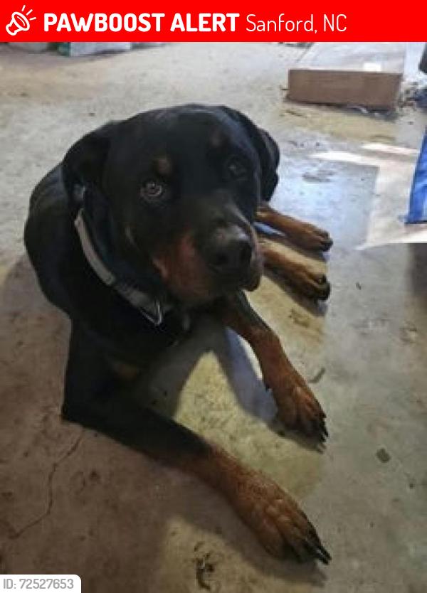 Lost Male Dog last seen Halfway down Pickard Rd; 1.5 Miles from NC 42 and Steel Bridge Rd, Sanford, NC 27330