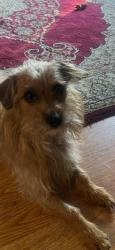 Lost Male Dog last seen Southridge/ Oak Park, Nashville, TN 37207