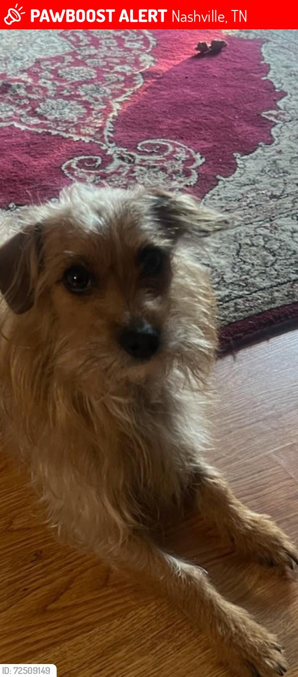 Lost Male Dog last seen Southridge/ Oak Park, Nashville, TN 37207
